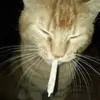 r3d_cats