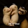 Life Of Ferret