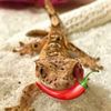 pepperygecko1