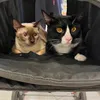 lucymilliecat