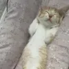 miewmeozzz