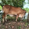 panom2561
