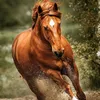 gabry_so333
