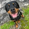 rottweiler..chapo