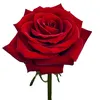 alialahassni918