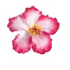.salma664