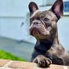luna_the_fiestyfrenchie