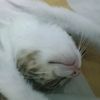 dayana_480
