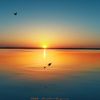 duckinitrere