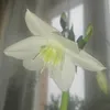 hippeastrum5