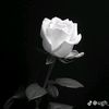 seef90535