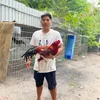 67vechai