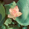 taplamvkkg3