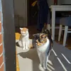 alveolen