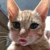 linh243331