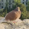 bo_janv