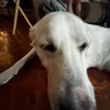 legendaryphant0m