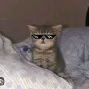 sofi_15_05