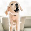 Tofu | Golden Retriever Doggo