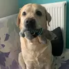 osko_the_labrador