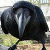 blackbirdsmoon_