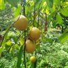 nutmaggarden