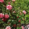 lilirose2875