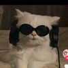 i_like_cats136