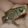 frog_papa