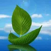 lamquang8438