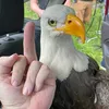 qvarzs