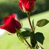 muhammadtufail799