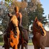 cowgirl_stonr3