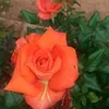 latifamoudni