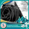 anastacia9334