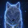 star_wolf_3231