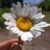 flores83a