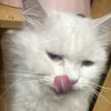 huynhvmes18
