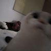 cat34453