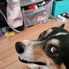 corgiz92