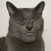 abahkucing_