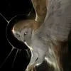 bellisperennis28