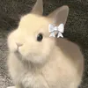 staruphongstarupdi