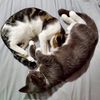 lazycrazyjenn
