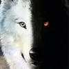 black_heart_1112