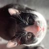 tuxedocat2times