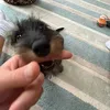 Alfierowe