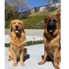 funlifeof_simba_and_scar