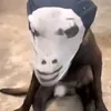 coioiwhac.vn