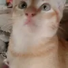 bundaffn